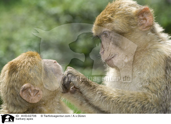 Berberaffen / barbary apes / AVD-02706