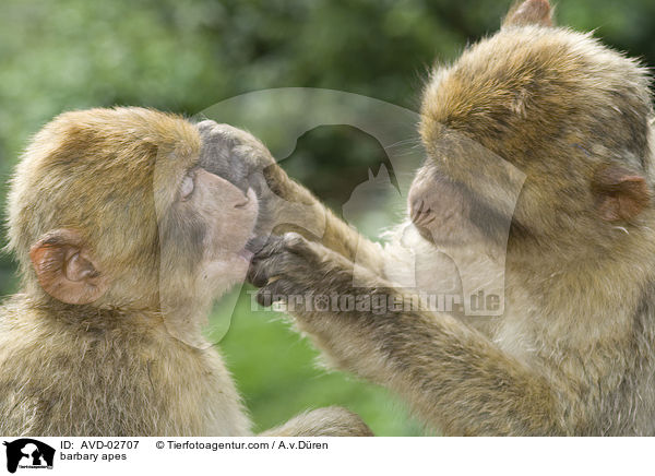 Berberaffen / barbary apes / AVD-02707