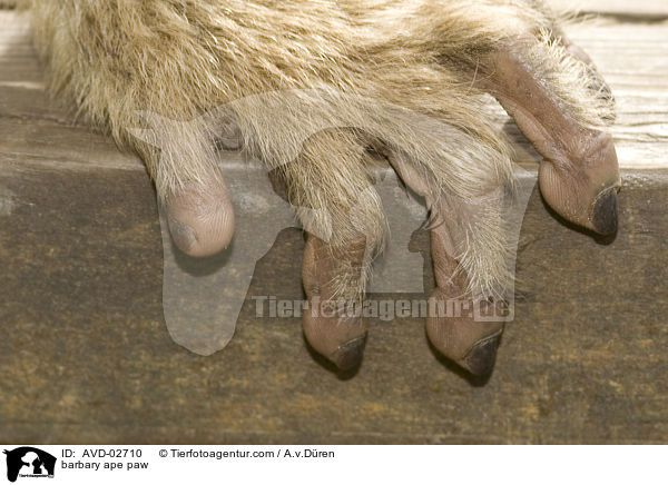 barbary ape paw / AVD-02710