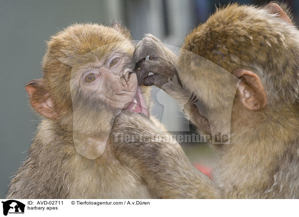 barbary apes / AVD-02711