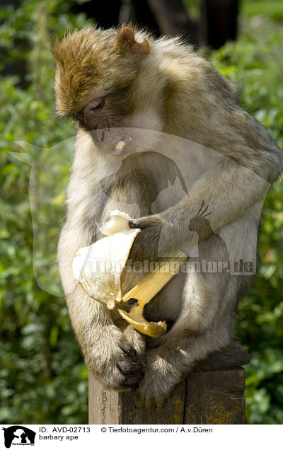 Berberaffe / barbary ape / AVD-02713