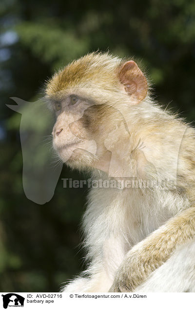 Berberaffe / barbary ape / AVD-02716
