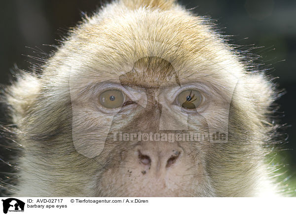 Berberaffe Augen / barbary ape eyes / AVD-02717