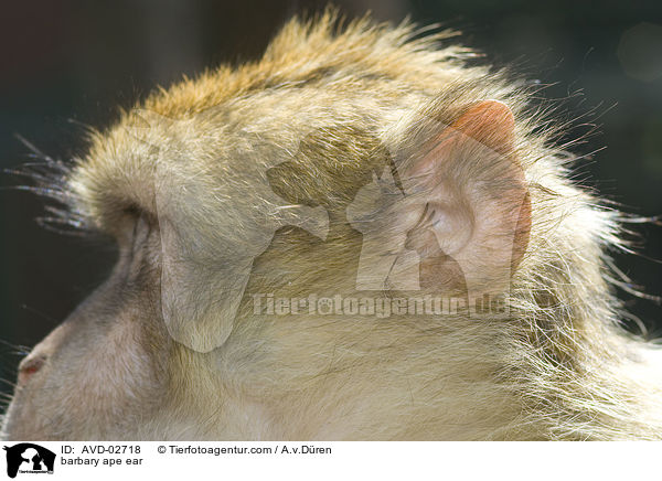 barbary ape ear / AVD-02718