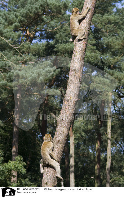 Berberaffen / barbary apes / AVD-02723