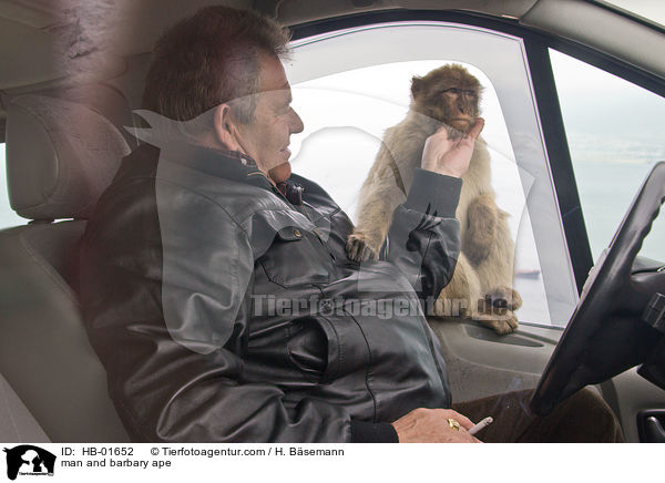 man and barbary ape / HB-01652