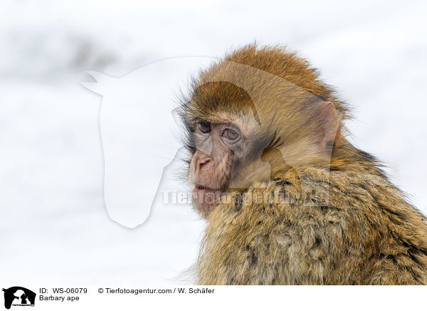 Barbary ape / WS-06079