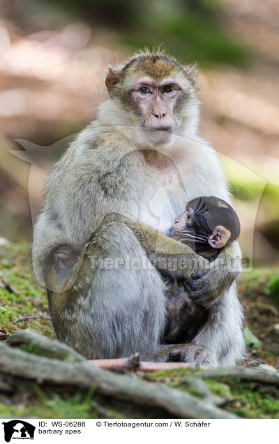barbary apes / WS-06286