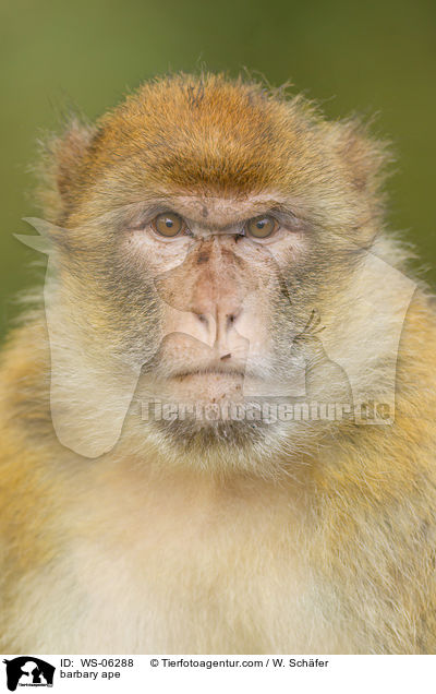 barbary ape / WS-06288