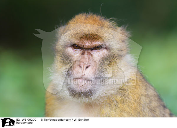 barbary ape / WS-06290