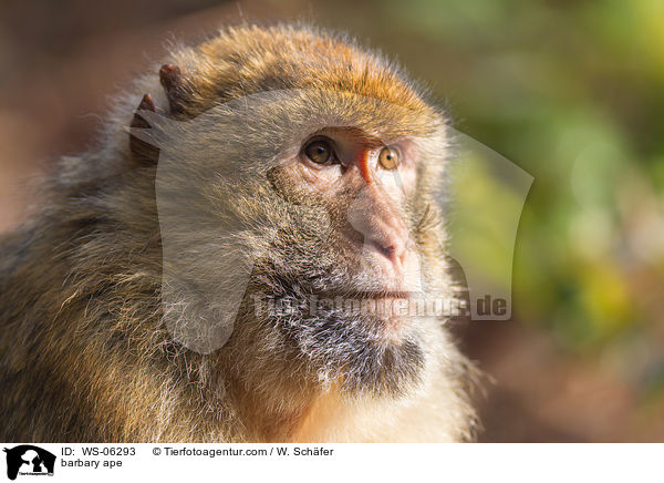 barbary ape / WS-06293