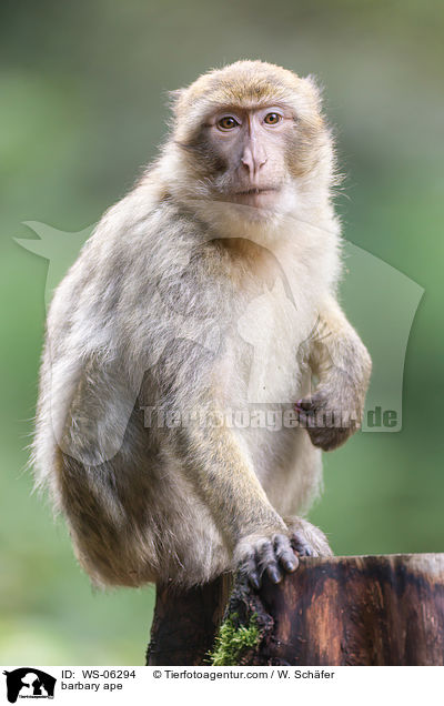 Berberaffe / barbary ape / WS-06294