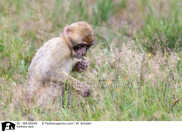 Berberaffe / barbary ape / WS-06299