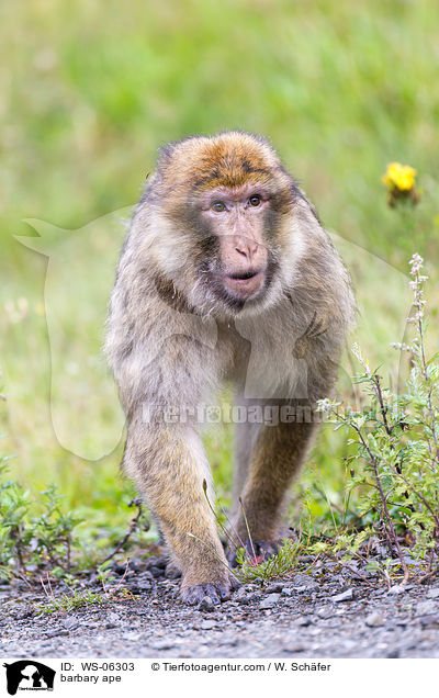 barbary ape / WS-06303