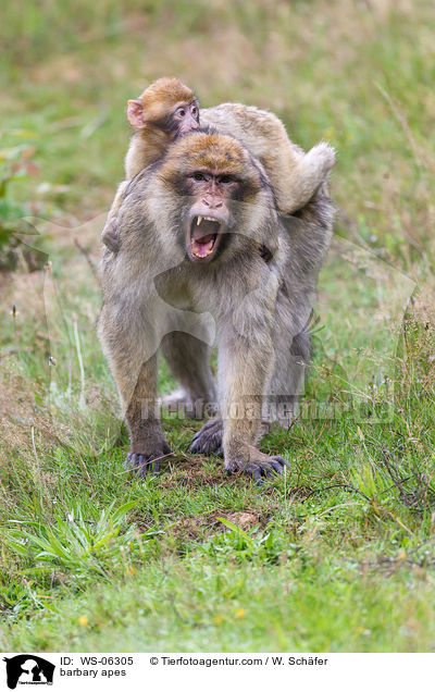 barbary apes / WS-06305