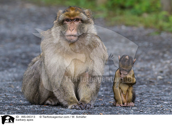 Berberaffen / barbary apes / WS-06313