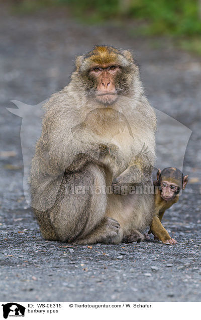 Berberaffen / barbary apes / WS-06315