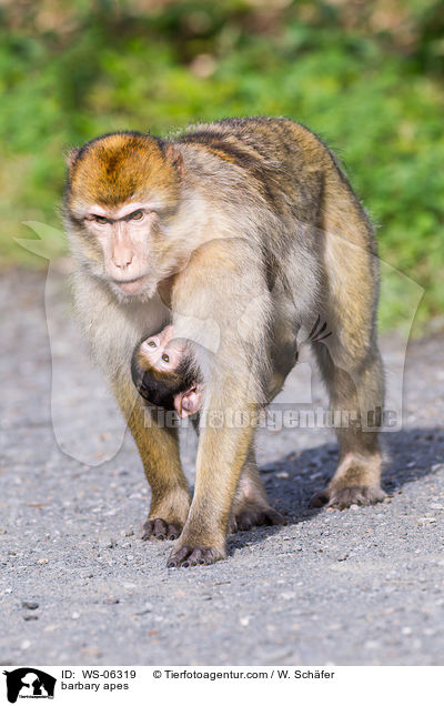 Berberaffen / barbary apes / WS-06319