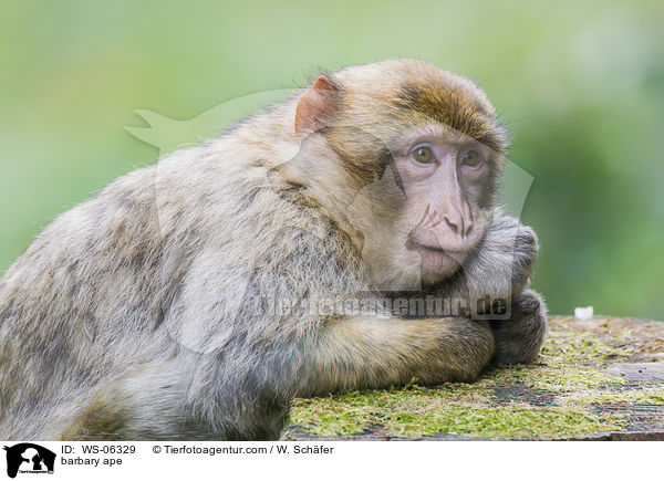 barbary ape / WS-06329