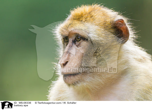 Berberaffe / barbary ape / WS-06336