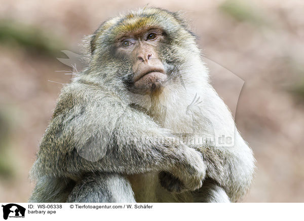 Berberaffe / barbary ape / WS-06338