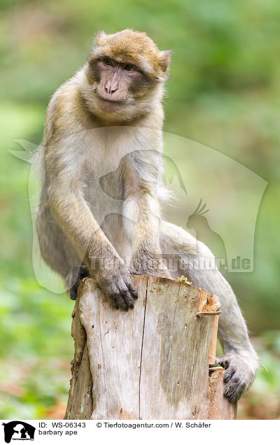 Berberaffe / barbary ape / WS-06343