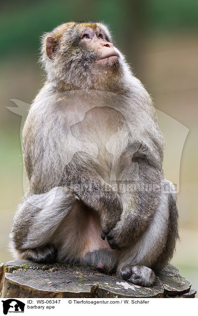 Berberaffe / barbary ape / WS-06347