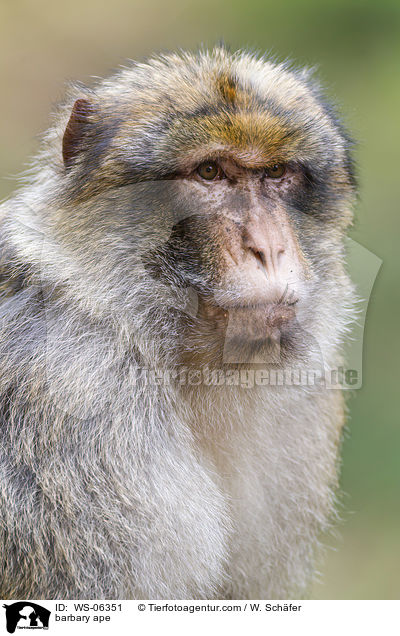barbary ape / WS-06351