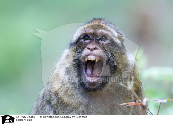 barbary ape / WS-06357