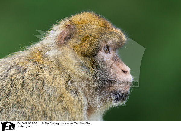 barbary ape / WS-06359