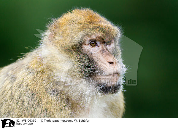 barbary ape / WS-06362