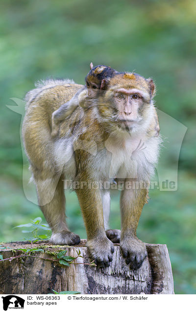 Berberaffen / barbary apes / WS-06363