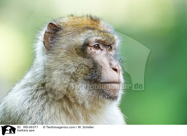Berberaffe / barbary ape / WS-06371