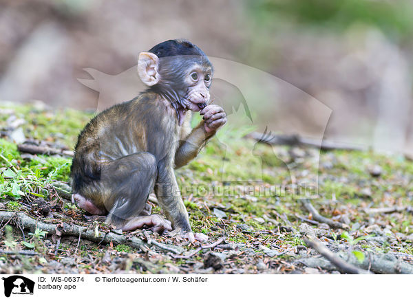 Berberaffe / barbary ape / WS-06374