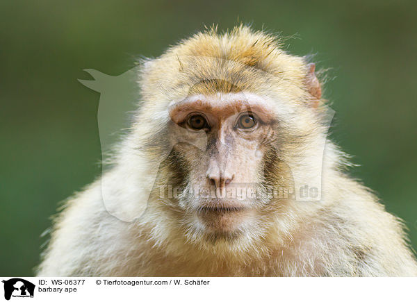 barbary ape / WS-06377