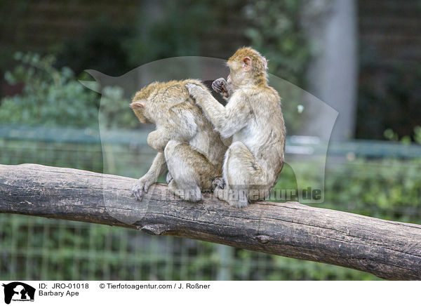 Berberaffe / Barbary Ape / JRO-01018