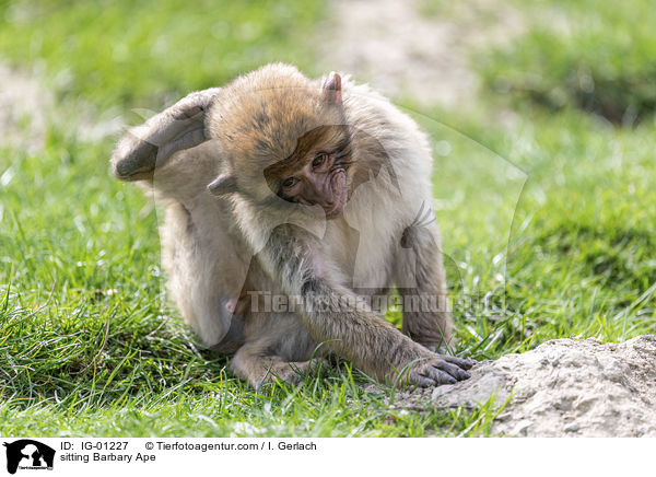 sitting Barbary Ape / IG-01227