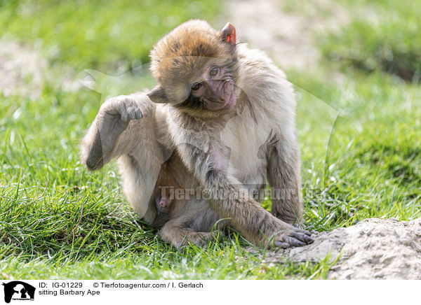 sitzender Berberaffe / sitting Barbary Ape / IG-01229