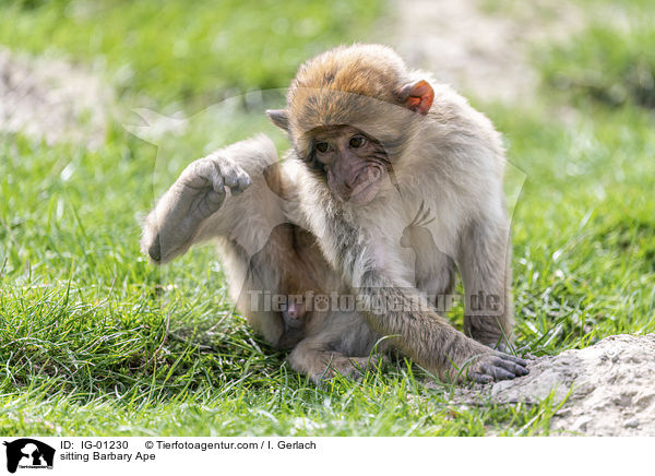 sitting Barbary Ape / IG-01230