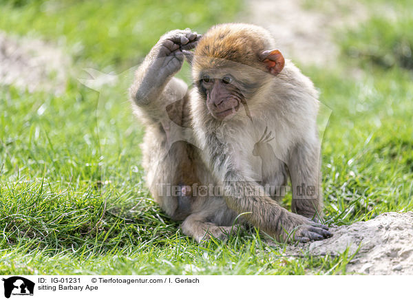 sitting Barbary Ape / IG-01231