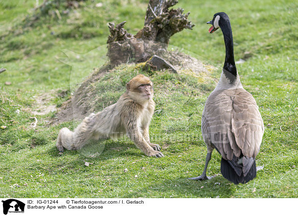 Barbary Ape with Canada Goose / IG-01244