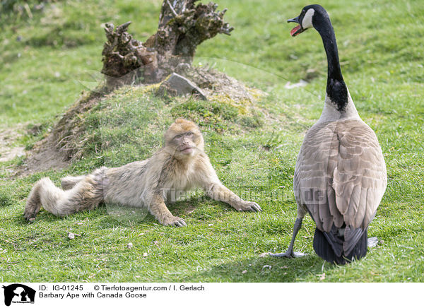 Barbary Ape with Canada Goose / IG-01245