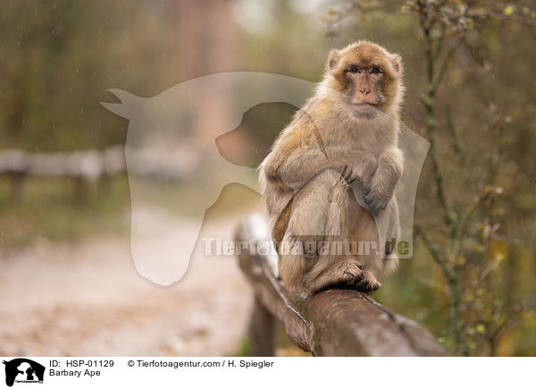 Barbary Ape / HSP-01129