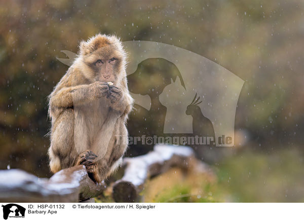 Barbary Ape / HSP-01132