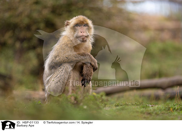 Barbary Ape / HSP-01133