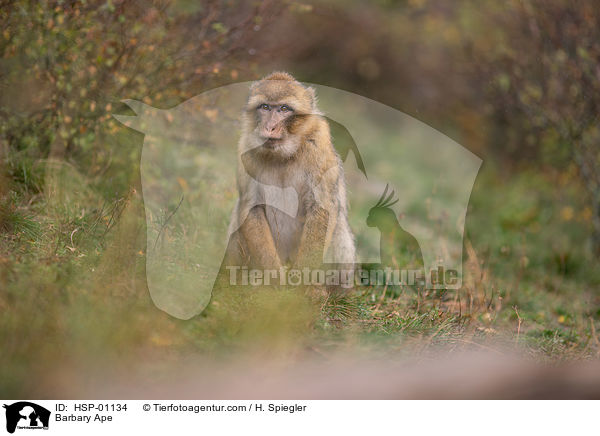 Berberaffe / Barbary Ape / HSP-01134