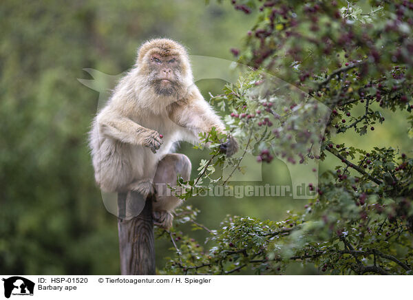 Barbary ape / HSP-01520