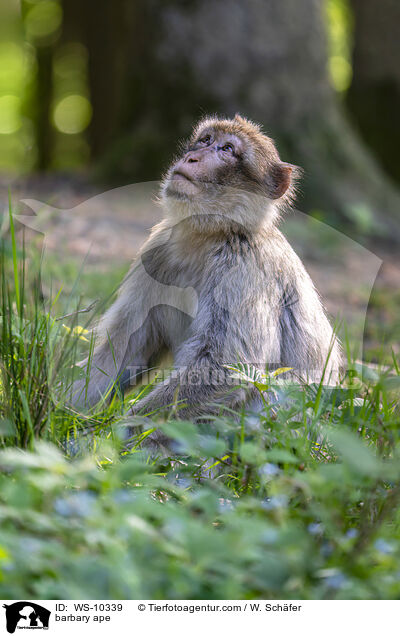 Berberaffe / barbary ape / WS-10339