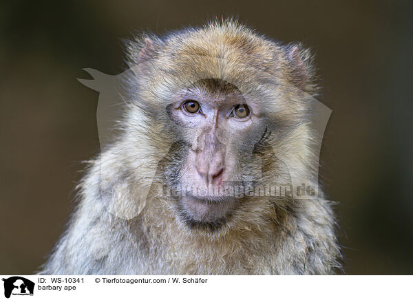 Berberaffe / barbary ape / WS-10341