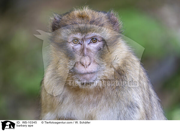 Berberaffe / barbary ape / WS-10345